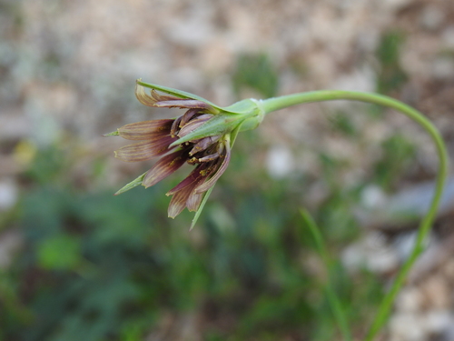 Tragopogon crocifolius (Tragopogon crocifolius)