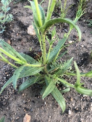 Silene multinervia