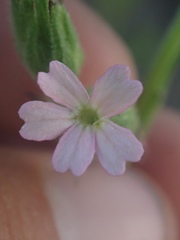 Silene multinervia