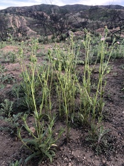 Silene multinervia