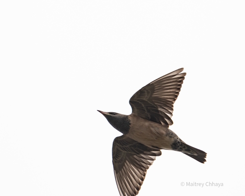 Rosy Starling