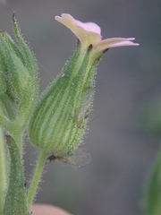 Silene multinervia