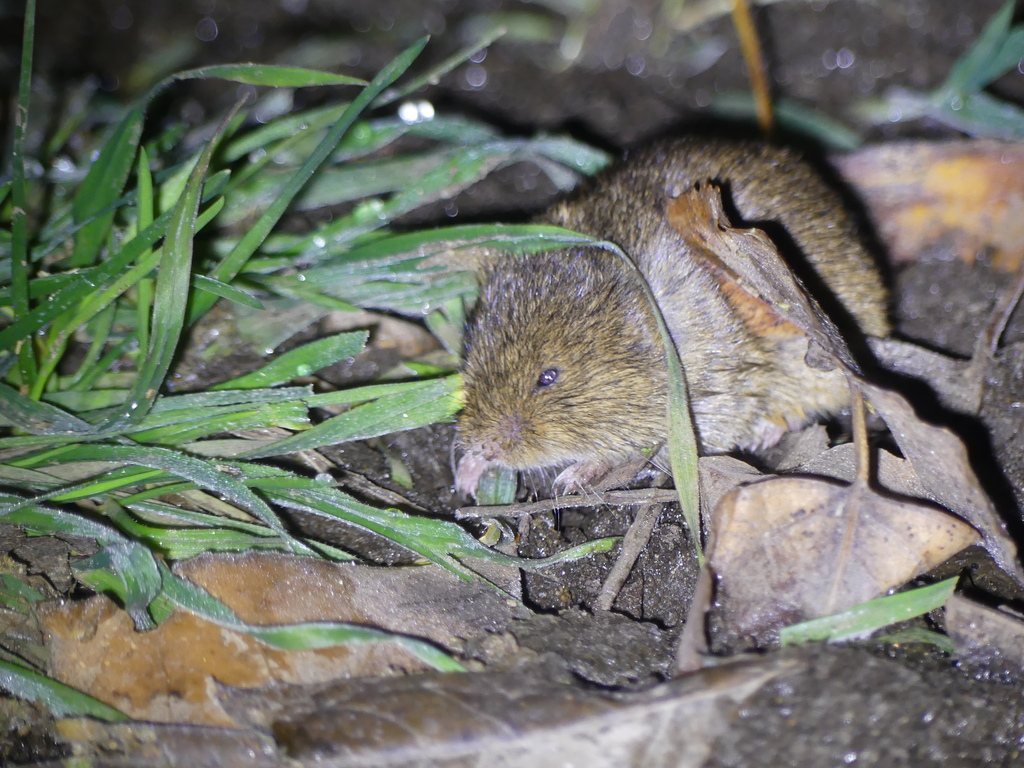 Mediterranean Field Vole