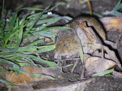 Mediterranean Field Vole (Microtus lavernedii) — Least Concern Mammalia
