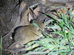 Mediterranean Field Vole photo 2