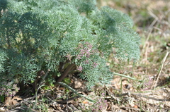 Lomatium columbianum