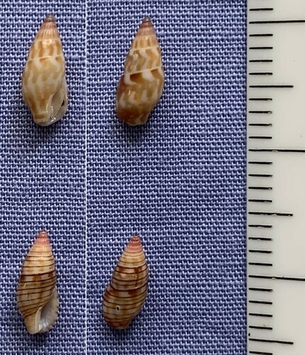 Metanachis marquesa, 2012-10-16