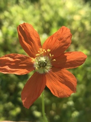 Papaver californicum