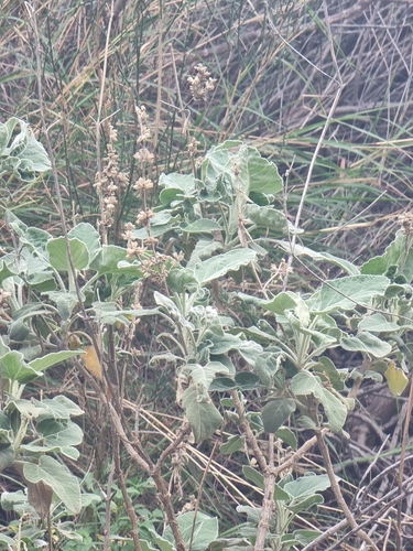 Image of Sideritis candicans by (c) Vítor Jorge, some rights reserved (CC BY)