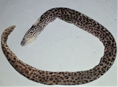 Freshwater moray (Gymnothorax polyuranodon) — Muraenidae — 3
