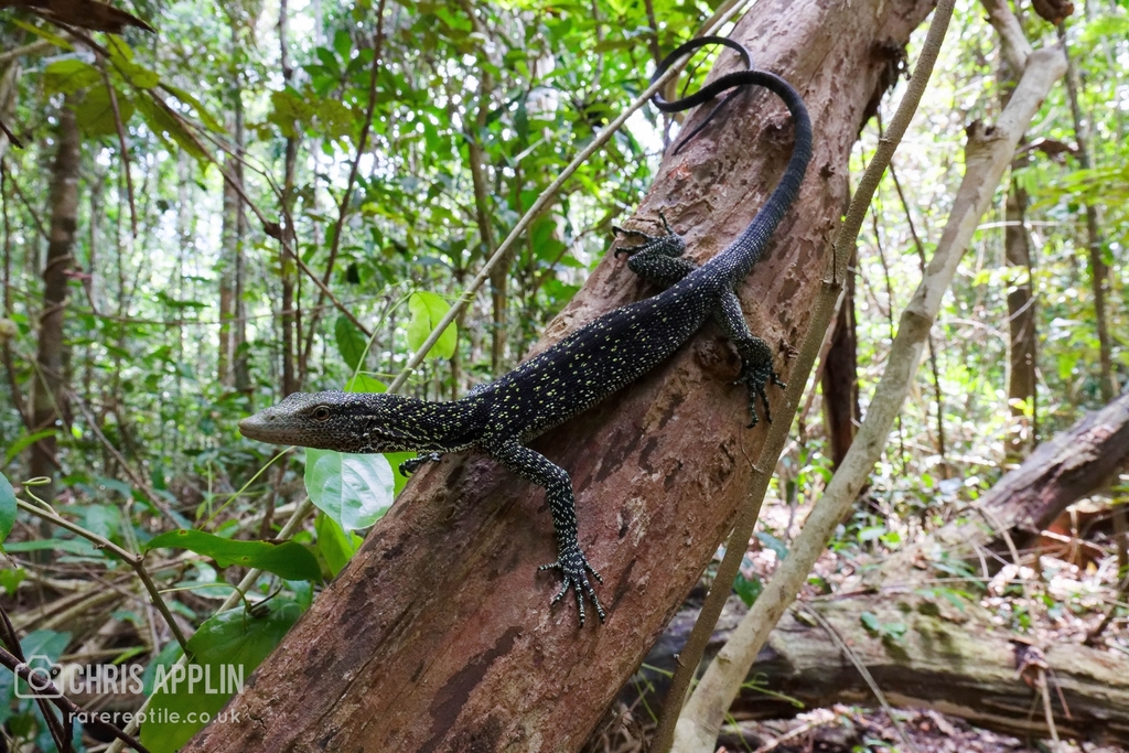 Golden Speckled Tree Monitor