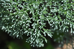 Lomatium columbianum