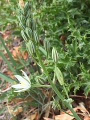 Ornithogalum narbonense