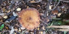 Austropaxillus nothofagi