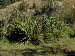 Phormium tenax