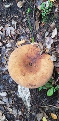 Austropaxillus nothofagi