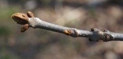 Fraxinus nigra