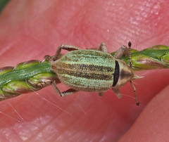 Lipothyrea chloris
