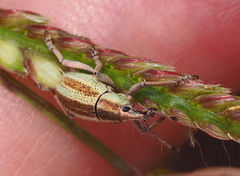 Lipothyrea chloris