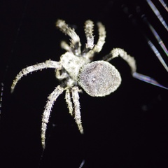 Araneus andrewsi