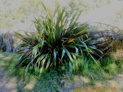 Phormium tenax