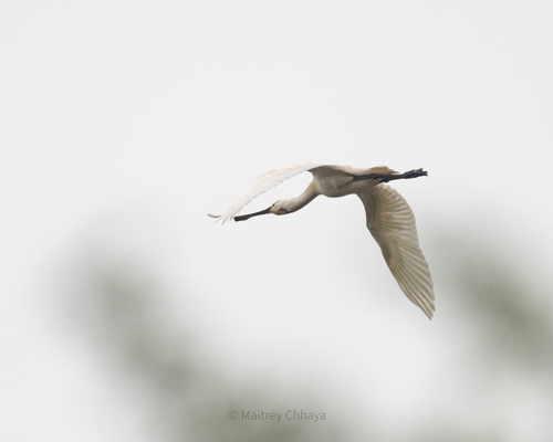 Eurasian Spoonbill
