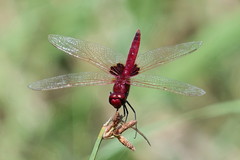 Urothemis assignata