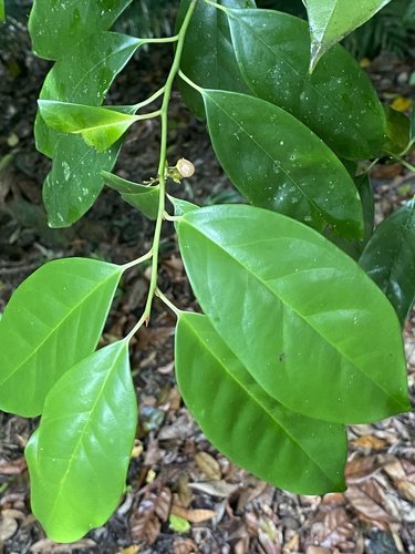 Apodytes brachystylis, 2023-12-03