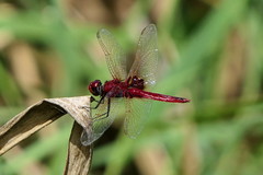 Urothemis assignata