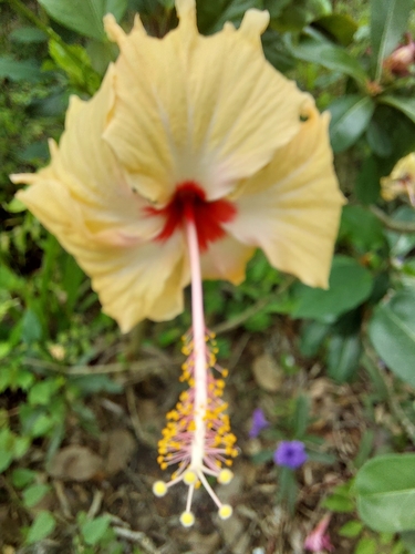 Red Hibiscus