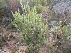 Phylica oleifolia