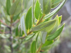 Phylica oleifolia