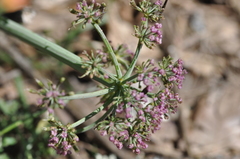 Lomatium columbianum