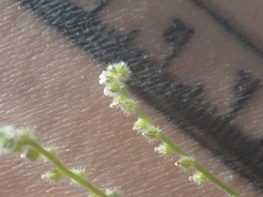 Johnstonella micromeres