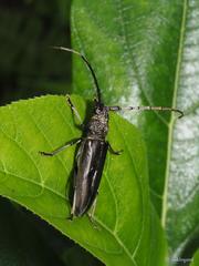 Nadezhdiella cantori