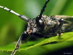 Nadezhdiella cantori