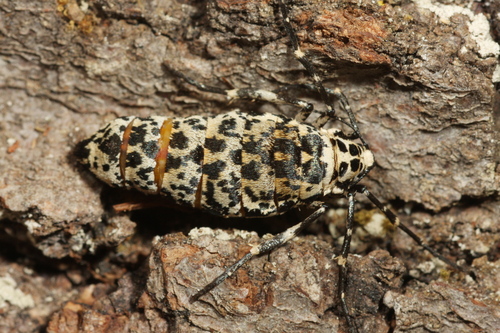 Mottled Umber photo 4
