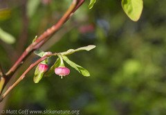 Vaccinium alaskaense