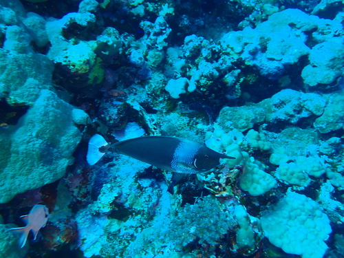 Paletail Unicornfish — seen at this dive site