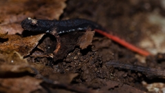 Spectacled Salamander photo 5
