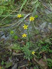 Ranunculus tachiroi