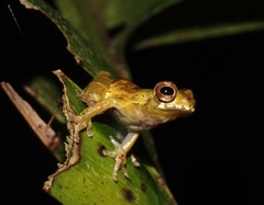 Dendropsophus brevifrons