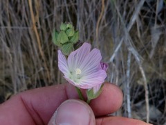 Sidalcea sparsifolia