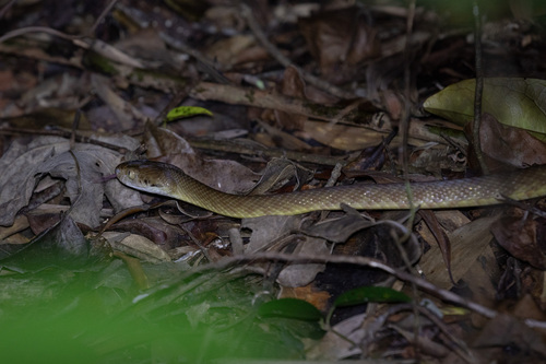 Brown Tree Snake sighting