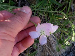 Sidalcea sparsifolia