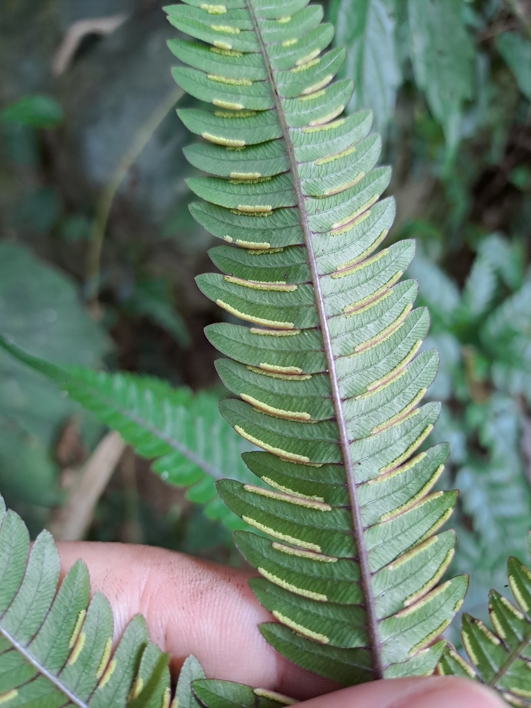 Pteris scabristipes