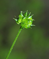 Ranunculus tachiroi