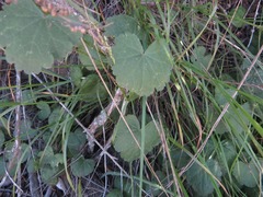 Sidalcea sparsifolia