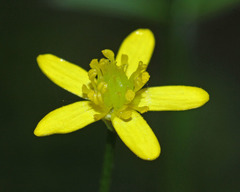 Ranunculus tachiroi
