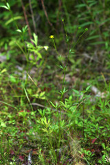 Ranunculus tachiroi